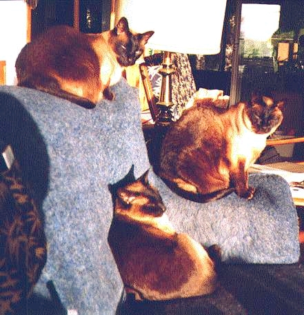 Rikky, Titi, and Barry