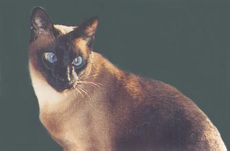 Rico, the cat