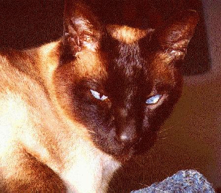 Rico, the cat