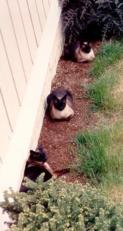 The three cats